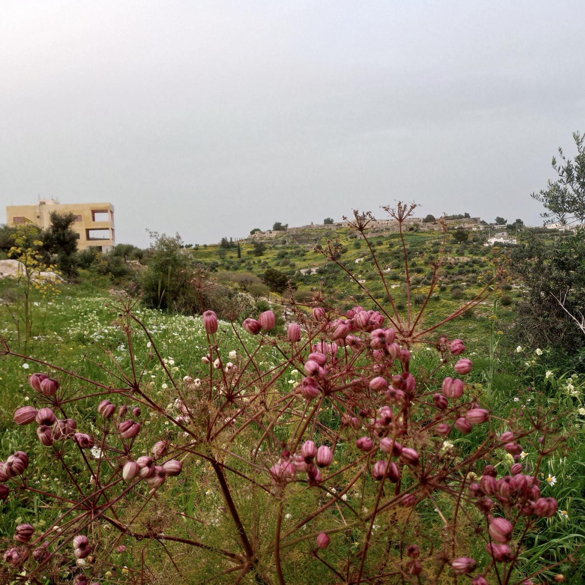 Al-Bustan House& Umm Qais Apartment Umm Qays Exterior foto